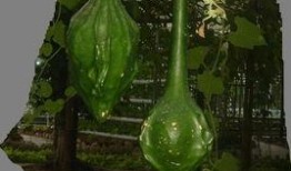 鹤首瓜怎么吃,解锁美味新体验