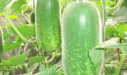 刘大瓜吃牛腿,趣味横生美食大比拼