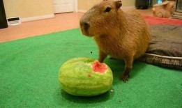 水豚吃瓜,瓜果飘香中的悠闲时光