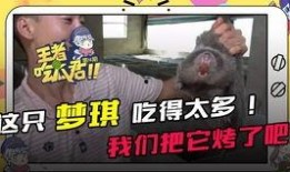 梦琪在吃瓜