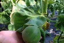 校园吃瓜论坛,揭秘校园热点事件背后的真相