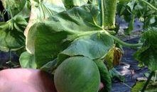 校园吃瓜论坛,揭秘校园热点事件背后的真相