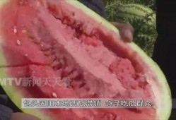 吃瓜群众在哪找瓜