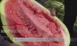 吃瓜群众在哪找瓜