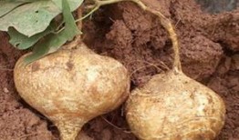 梦见吃烤土瓜,探寻烤土瓜背后的神秘寓意