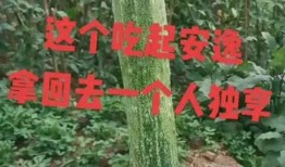 吃刷瓜,刷瓜美食，尽享清凉时光