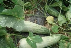 番茄酥瓜怎么吃,夏日清爽新吃法，美味与营养兼得