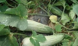 番茄酥瓜怎么吃,夏日清爽新吃法，美味与营养兼得