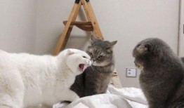 猫吃白瓜,白瓜成为猫咪新宠