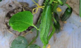 老赫晨吃瓜,揭秘娱乐圈吃瓜背后的真相