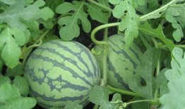 朱雀桥边吃瓜微博,揭秘网络热点的背后故事