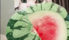 吃瓜扇怎么画,揭秘吃瓜扇的绘制艺术