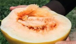 不用牙签吃蜜瓜,无牙签巧享甜蜜时光