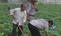 崇福镇吃瓜,瓜香四溢，品味夏日田园风情