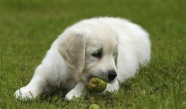 小狗吃白瓜,探索白瓜的诱惑