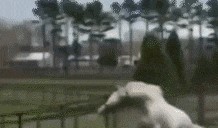 吃瓜的动态图片,跟随动态图片，一窥吃瓜群众的欢乐瞬间