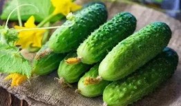 瓜瓜吃瓜简介,揭秘娱乐圈那些不为人知的幕后故事