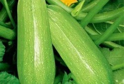 吃瓜的瓜不一样,不同瓜类背后的故事与魅力