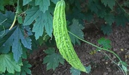 半夜吃凉瓜,揭秘半夜吃凉瓜的神奇魅力