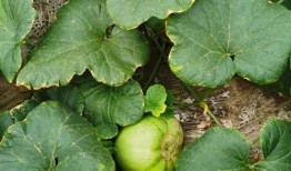 做吃瓜引流,揭秘吃瓜群众的引流秘密