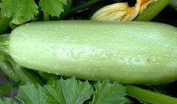 慢性胃炎可以吃西葫芦瓜,西葫芦瓜助力慢性胃炎患者调养身体