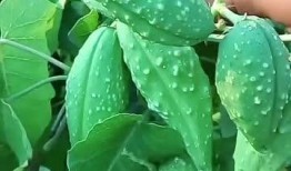 老瓢瓜怎么吃,解锁美味新体验