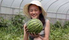 贵州棚瓜怎么吃,贵州棚瓜的多样食法探索