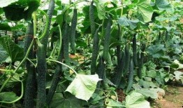 立夏节气可以吃瓜吗,畅享瓜果清凉时光