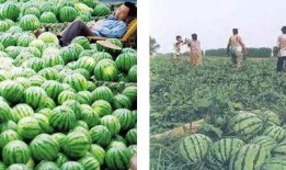 吃瓜惨遭背刺,揭秘背后真相