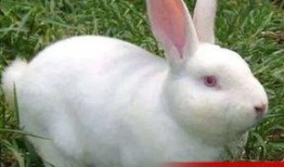 兔吃瓜有什么好处,健康益处多多的天然美食选择