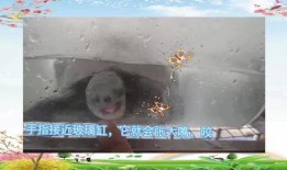 乌龟吃哈密瓜行吗,一场意外的美食之旅