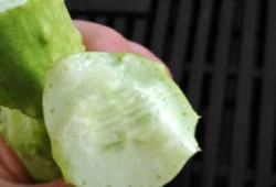 孕期可以吃白玉瓜,白玉瓜助力母婴健康