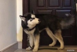 带你吃瓜之哈士奇