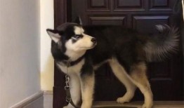 带你吃瓜之哈士奇