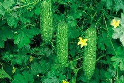 吃凉瓜咳,夏日清凉解暑的神奇食疗方法