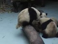 熊猫吃瓜打架图片大全
