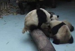 熊猫吃瓜打架图片大全