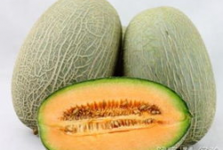 蚊子吃哈密瓜吗