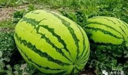 宅家可以吃瓜吗,畅享吃瓜时光