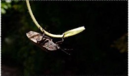 瓜黑蝽 怎么吃,解锁独特昆虫食材的烹饪艺术