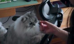 小团子吃瓜,揭秘娱乐圈那些不为人知的幕后故事