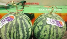 hello吃瓜上墙,网络热词背后的故事与影响