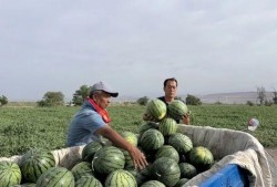 高邮城南新区吃瓜,夏日吃瓜盛宴，探寻瓜果飘香的小区生活