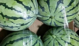 dusk双厨吃瓜版,揭秘幕后故事，笑料横生的美食江湖