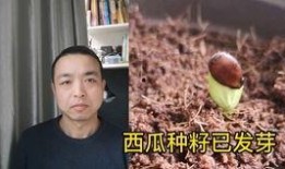吵架男人吃瓜,男人吃瓜背后的心理揭秘