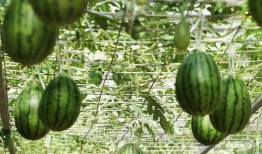 吃瓜 山西,吃瓜群众眼中的地方风情