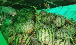 商场请你免费吃瓜,免费大餐来袭！商场请你共享夏日清凉瓜果盛宴