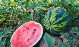 七里坪吃瓜,夏日消暑美食之旅