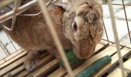 编程吃瓜兔,揭秘编程界的趣味与智慧