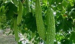 小草在吃瓜,一场生态趣谈